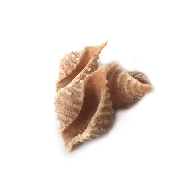 Hausgemachte Dinkel-Vollkorn-Pasta, 500g (Muschelform)
